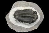 Coltraneia Trilobite Fossil - Huge Faceted Eyes #154330-1